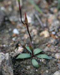 Disa biflora
