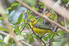 Aegithina lafresnayei