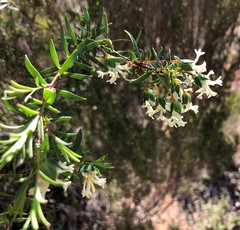 Pimelea stricta