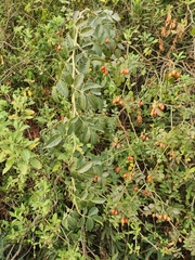 Rosa canina image