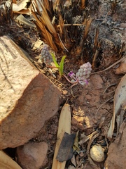 Ledebouria leptophylla