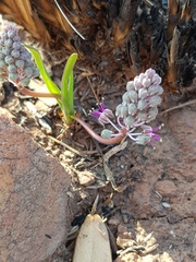 Ledebouria leptophylla