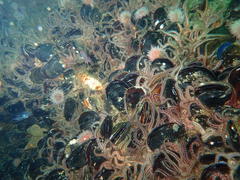 Choromytilus meridionalis