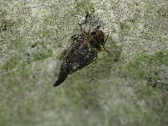Myopsocidae