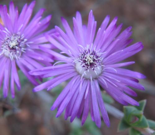 Antimima gracillima