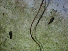 Myopsocidae