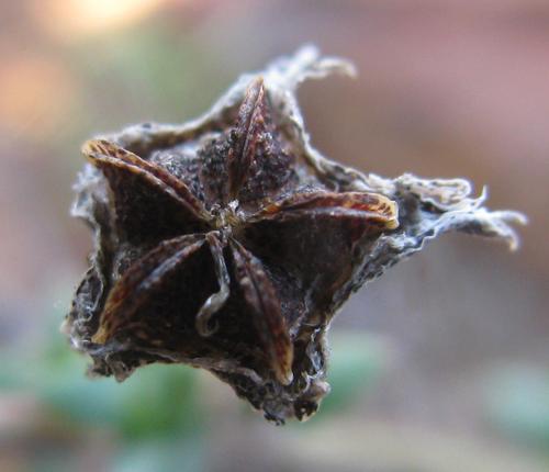 Antimima gracillima