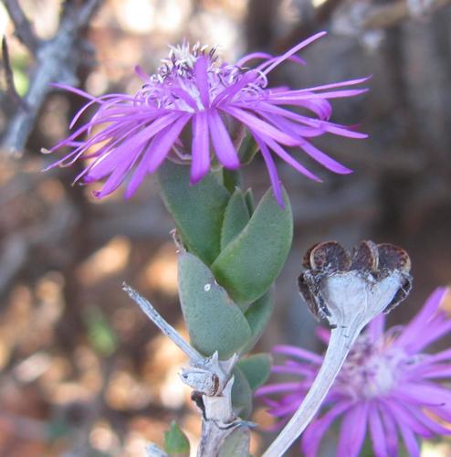 Antimima gracillima