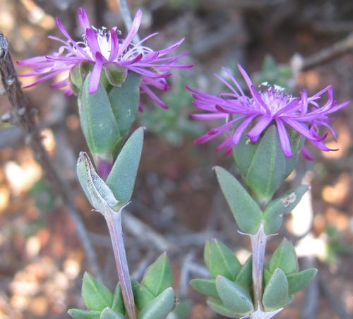 Antimima gracillima