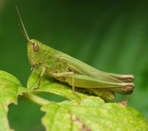 Chorthippus dichrous (Eversmann, 1859)