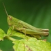Two-coloured Grasshopper - Photo no rights reserved, uploaded by Иван Пристрем
