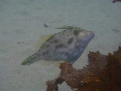 Scobinichthys granulatus
