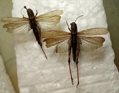 Megaulacobothrus aethalinus