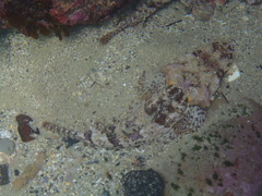 Thysanophrys cirronasus