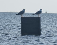 Larus michahellis