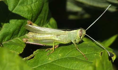 Heteracris pterosticha