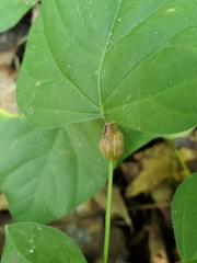 Neolasioptera desmodii