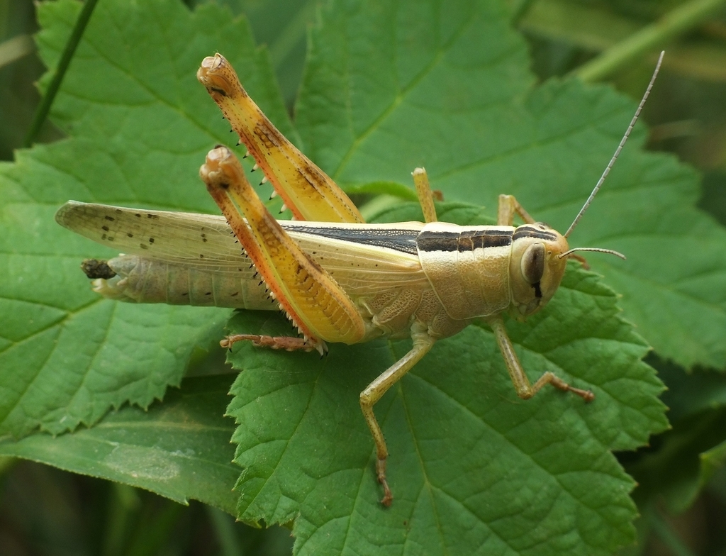 Heteracris pterosticha