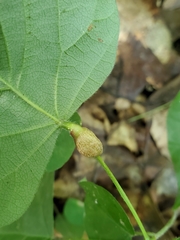 Neolasioptera desmodii