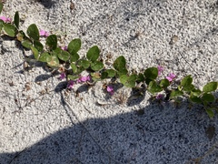 Galactia floridana