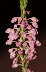 Erica irregularis