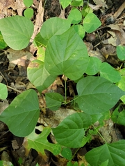 Neolasioptera desmodii