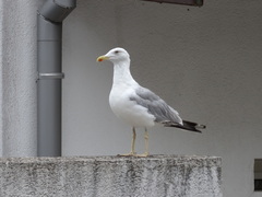 Larus michahellis