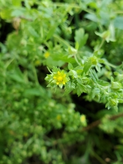 Potentilla rivalis