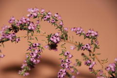 Erica grata