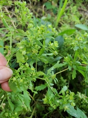 Potentilla rivalis