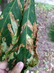 Cameraria ohridella