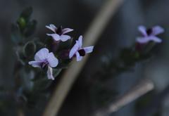 Amphithalea violacea