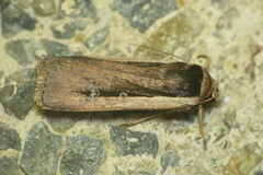 Ochropleura leucogaster
