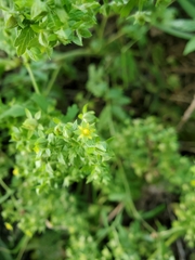 Potentilla rivalis