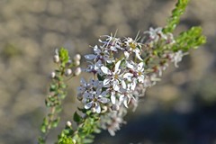 Agathosma stipitata