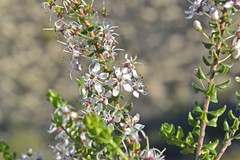 Agathosma stipitata