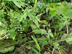 Potentilla rivalis