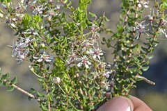 Agathosma stipitata