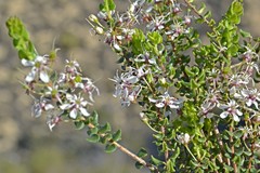 Agathosma stipitata
