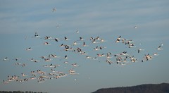 Phoenicopterus roseus