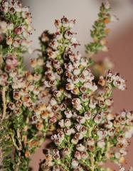 Erica setacea