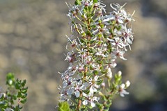 Agathosma stipitata