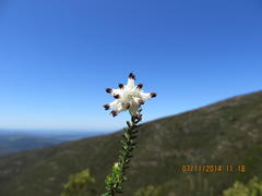 Erica stylaris