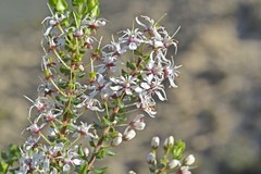 Agathosma stipitata
