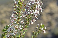 Agathosma stipitata