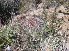 Thelocactus bicolor bicolor