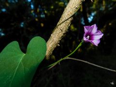Ipomoea grandifolia