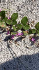 Galactia floridana