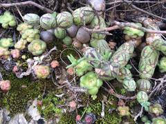 Baculellum articulatum