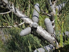Allocasuarina helmsii